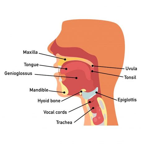 Throat Anatomy Paid Paid Affiliate Anatomy Throat Throat