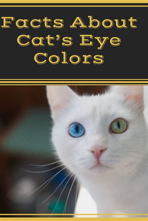 5 Fun Facts About Cats Eye Colors That Will Astonish You Cat Eye