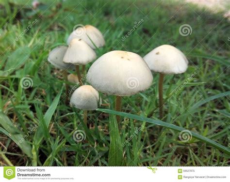 White Psychedelic Mushrooms All Mushroom Info