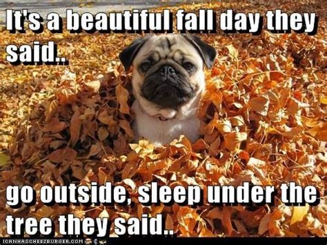 Its A Beautiful Fall Day They Said Fall Fall Memes Funny Fall Memes