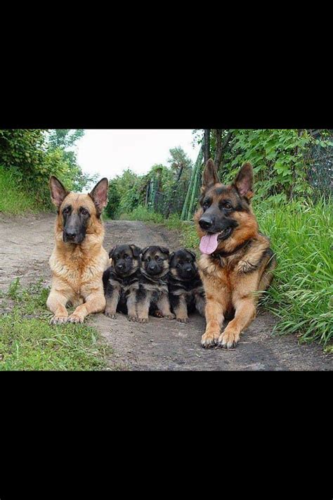 If you find the german shepherd's ability to pick up. Pin by Teria Ester on For the love of pets!! | Dogs ...