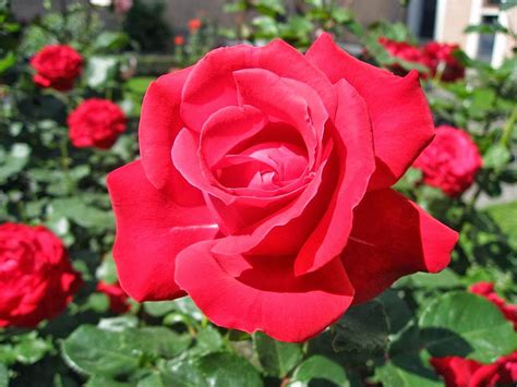 Nama Ilmiah Bunga Mawar Merah Terbaru