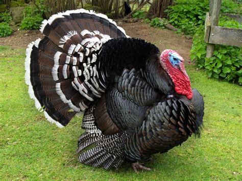 Local Turkey Farms Mcenearney Associates