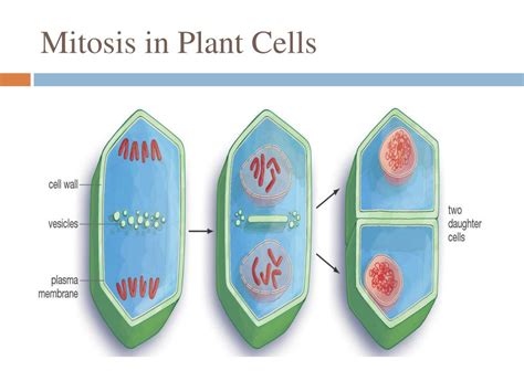 The mitotic spindle is staring to from. PPT - Cell Cycle and Mitosis PowerPoint Presentation, free ...