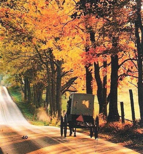 Amish Horse And Buggy Going Down A Country Road With Fall Leavesnice