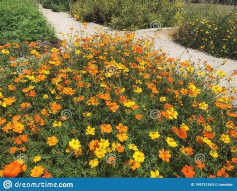 Beautiful Yellow Cosmos Flower Bed Blooming In The Garden Stock Image