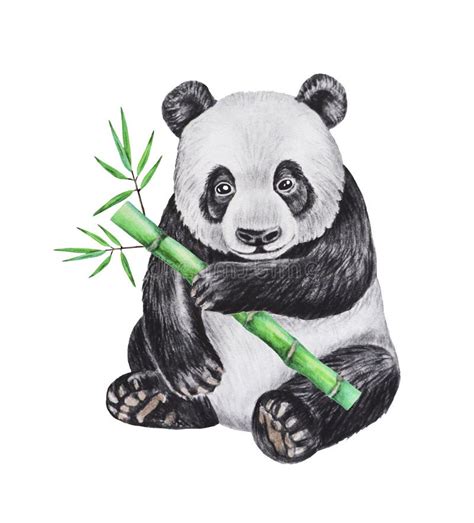Watercolor Illustration Of Panda Bear With Bamboo Hand Drawn Stock
