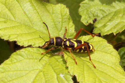 Wasp Beetle 19may2020 Wlnr 1 Wheathampstead Local Nature Reserve