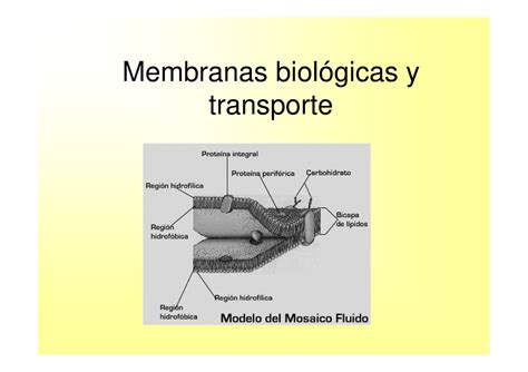 Membranas Biologicas Las Proteínas Incluidas En La Membranas Son Las