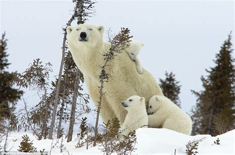 Can We Have A Cuddle Mum Three Month Old Polar Bear Cubs Dont Take