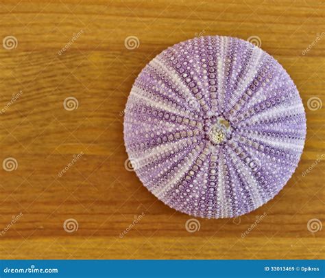 Dark Pink Sea Urchin Closeup Stock Image Image Of Detail Life 33013469