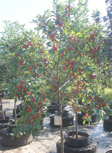 Crabapple Dolgo Birchfield Nurseries