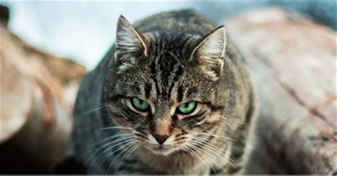 Feral Cats Help And Advice Cats Protection