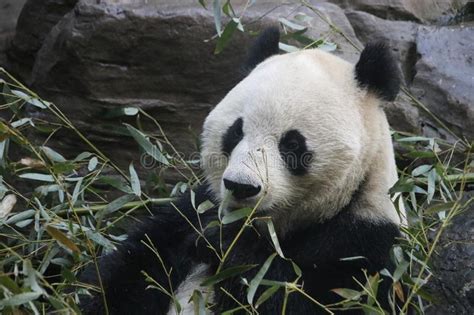 Giant Panda In Beijing Zoo China Stock Image Image Of Funny Meng