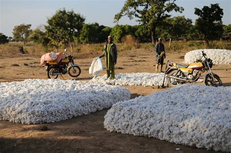 Textile Exchange Report Cites Concerns Over Gm Cotton Use In Africa