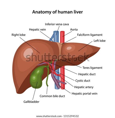 Anatomy Human Liver Description Corresponding Parts Stock Vector