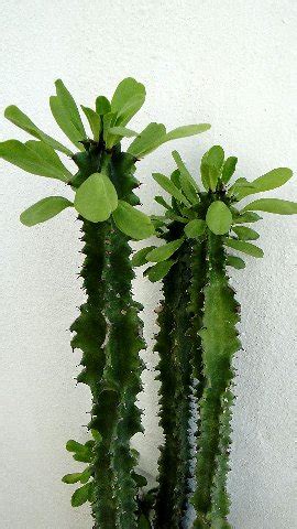 Euphorbia candelabrum ghost also known as white or gray ghost, candelabra spurge, candelabra cactus ,candle stick tree is native to south africa. FLORACIONES EN MÁLAGA Y MÁS: Euphorbias