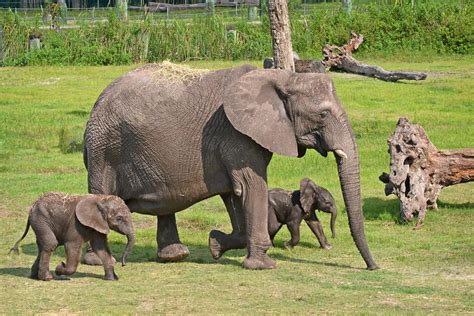 Cuteness Alert Lowry Park Zoos New Baby African Elephant