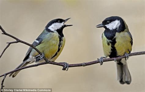 Birds Can Speak In Phrases To Convey Complex Messages To Each Other