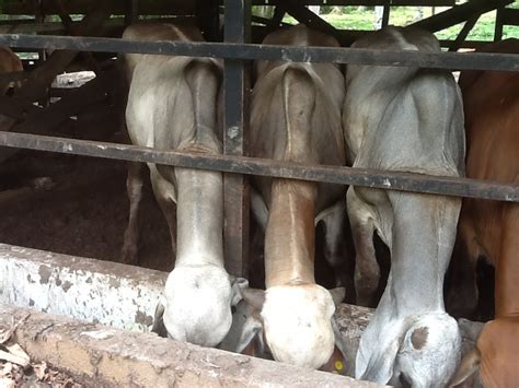 Kamarruzaman bersama sebahagian lembu kacukan miliknya pada berkat mempelajari ilmu keusahawanan daripada bapa sejak di bangku sekolah, kini pemilik desa selatan. ANF GLOBAL FARM ENTERPRISE: lembu brahman untuk dijual