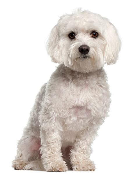 Maltese Dog Stock Photos Pictures And Royalty Free Images Istock