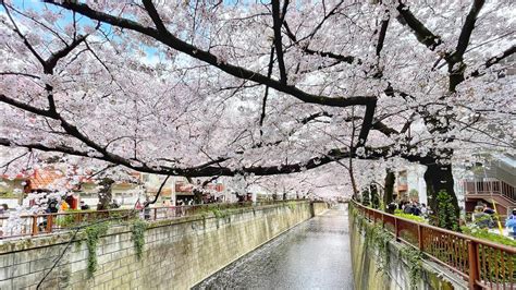 Live Tokyo Walk Nakameguro Cherry Blossoms Youtube