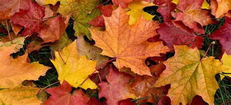 The Science Behind Falling Leaves Premier Tree Solutions