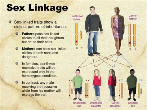 Ppt Sex Linkage Powerpoint Presentation Free Download Id1723421