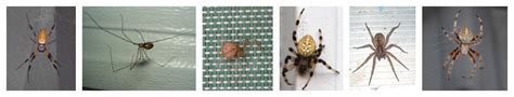 Spider Identification Spider Anatomy How To Identify Spiders