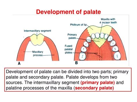 Ppt Development Of Palate Powerpoint Presentation Free Download Id