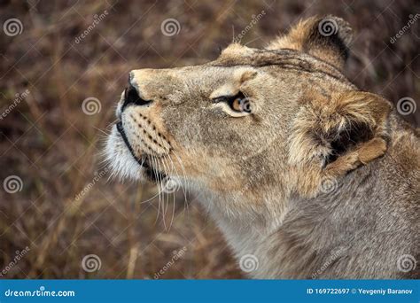 Portrait Of A Lioness Close Up African Lioness Panthera Leo Stock