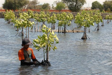 Konservasi Mangrove Untuk Lingkungan Yang Lebih Baik Dinas Lingkungan