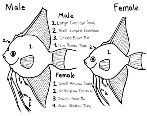 Ikan Bandeng Taksonomi Morfologi Habitat Sebaran Jenis And Budidaya 9673 Hot Sexy Girl