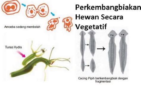 Contoh Hewan Vegetatif Homecare24