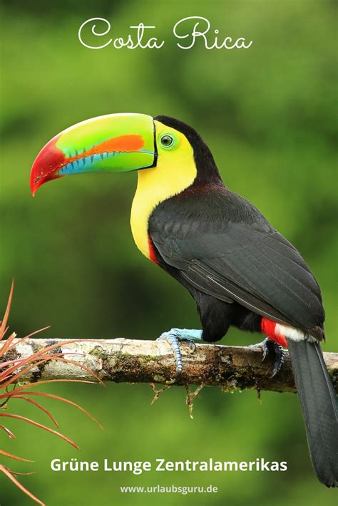 Costa rica heißt übersetzt reiche küste. Costa Rica Urlaub - Angebote & Tipps für das grüne ...