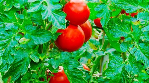 Short How To Prune Tomatoes For Maximum Yield And Plant Health How To