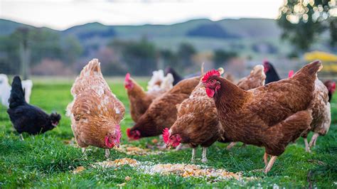 Organic Chicken Market To Witness Huge Growth By 2029 Plukon Food