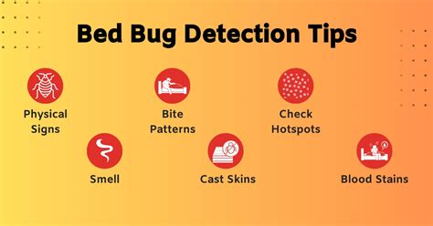 How To Get Rid Of Bed Bugs Prevention Detection And Treatment Tips