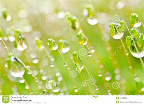 Fresh Moss And Water Drops In Green Nature Stock Photo Image Of