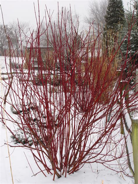 Red Twig Dogwood Garden Housecalls