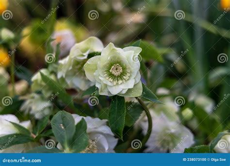 Helleborus Orientalis Double Ellen White Stock Photo Image Of Branch