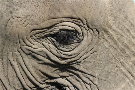 Free Images South Africa Wrinkle Skin African Elephant Elephants
