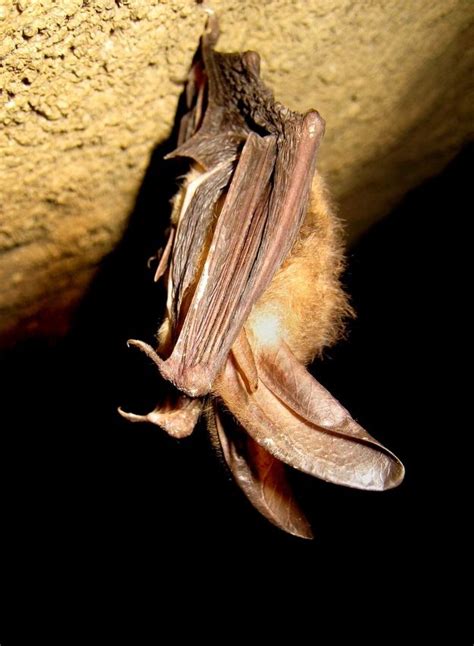 Virginias State Bat The Virginia Big Eared Bat Mammals Virginia Bat