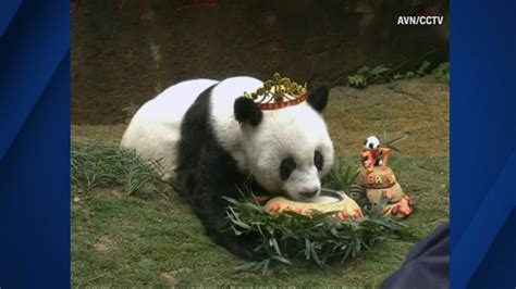 China Holds Birthday Celebration For Oldest Giant Panda In Captivity