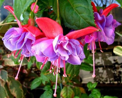 Tips For Growing Fuchsia Plants Fuchsia Plant Container Flowers