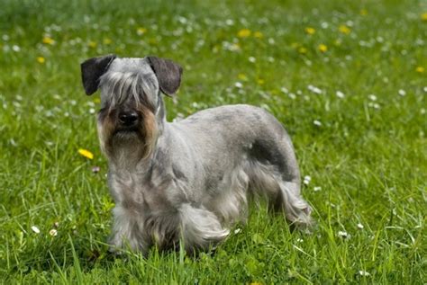 Cesky Terrier Dogs Breed Facts Information And Advice Pets4homes
