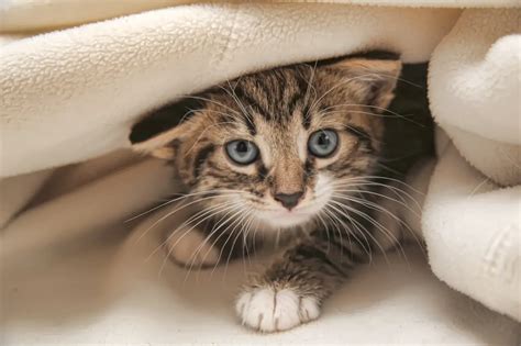 What You Should Know Before Adopting A Kitten Your Purrfect Kitty