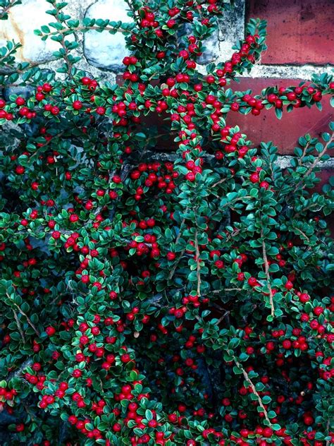 We did not find results for: 14 Flowering Shrubs for Sun | Evergreen shrubs, Flowering ...