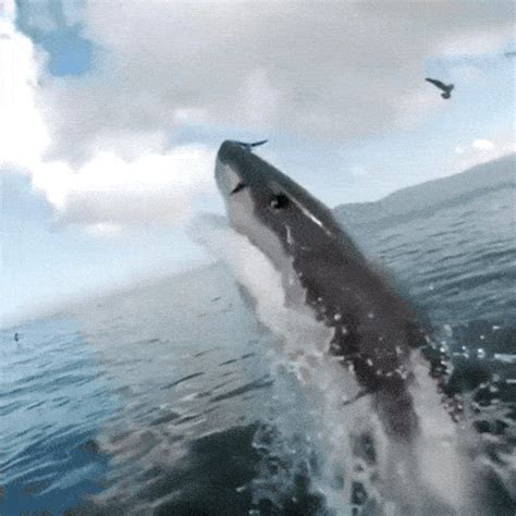 These Sharks Would Absolutely Love To Meet You In Person 17 Gifs