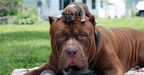 Weighing In At 175 Pounds Hulk The World’s Largest Pitbull Is Now The Proud Father Of A
